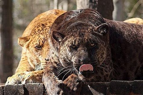 jagulep lion hybrid.